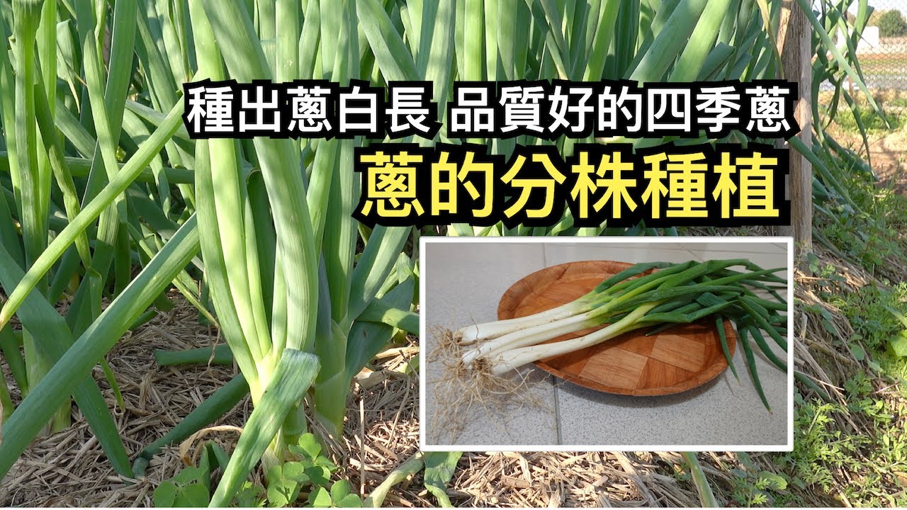 種出蔥白長 品質好的四季蔥︱蔥的分株種植︱ - YouTube