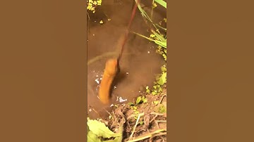 best fishing video | Hook fishing | Cast net fishing | Trap fish, Crab, Snake, eel, | fishing #1501