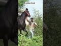 Beautiful marwari stallions horse rell royal horse lovers
