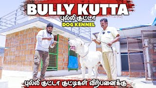 ரொம்ப கம்மி விலைக்கு தரமான புல்லி குட்டா நாய்கள்Bully kutta dog kennel in Coimbatore #alangu #bully