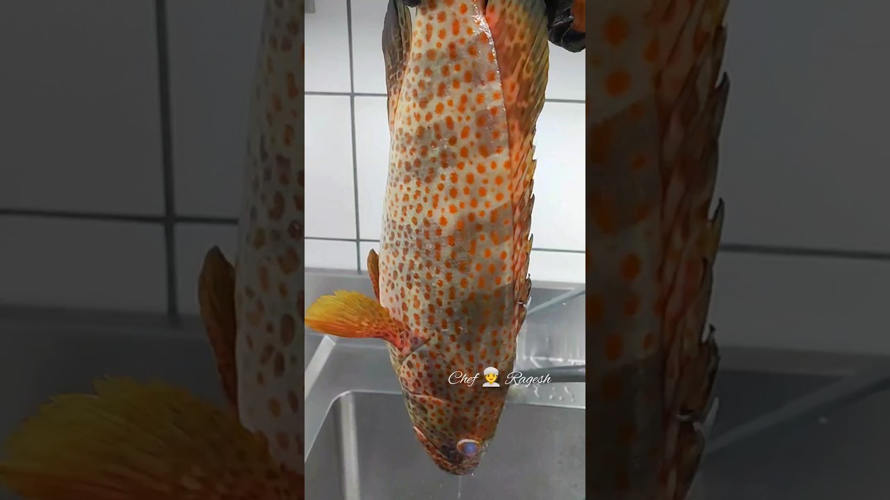 Hammour Fish 🐠 Fillet 