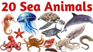 20 Sea Animals for Kids |Learn OceanAnimal Names in English with Soundsand Pictures |Marine Life