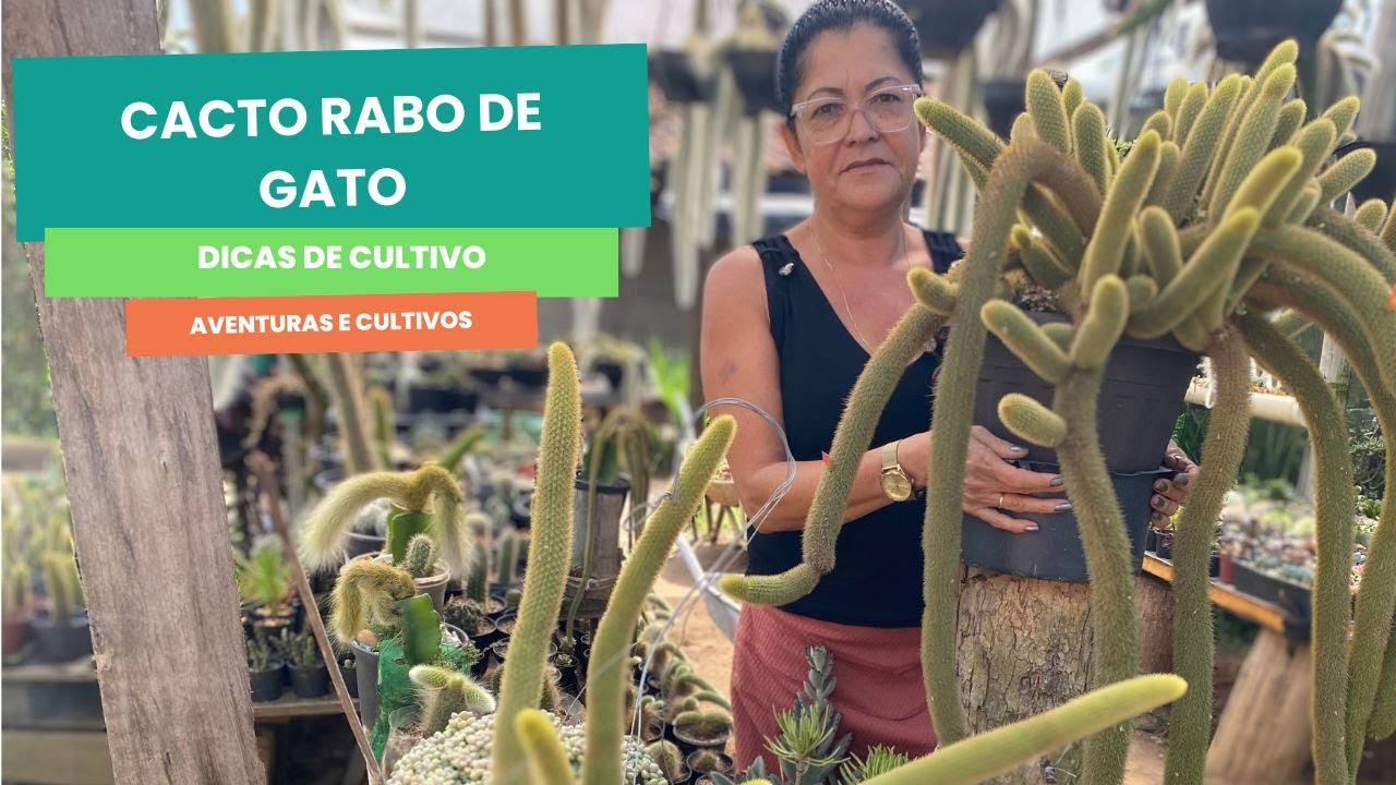 Cacto rabo de gato (cleistocactus winteri) Como plantar e cuidar