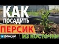 Как посадить персик из косточки? Как я это делаю.