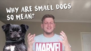 small mean dogs