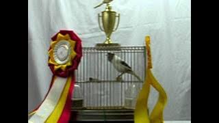 American singer Canary Canada cup winner