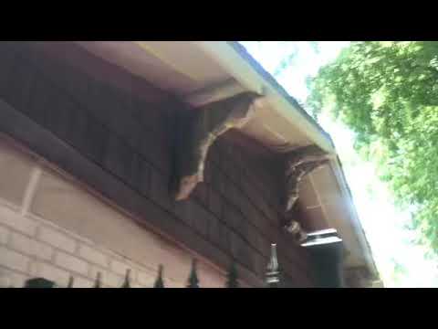 Exterior Painting job
