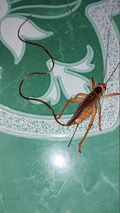 Mind-Blowing🤯 Discovery | Horsehair Worm🪱 Takes Over the Brains of Its Hosts!