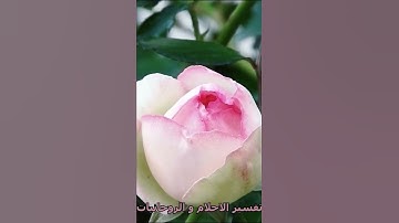 🤲 أذكار تقال بعد الصلاة المفروضة