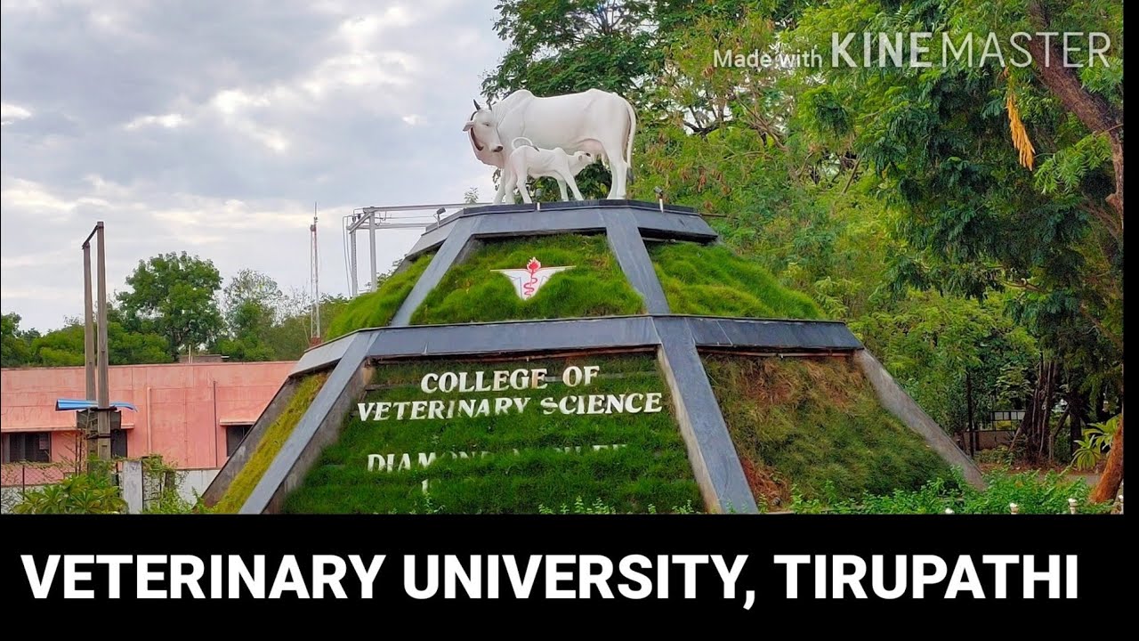 VETERINARY UNIVERSITY, TIRUPATHI 1 YouTube