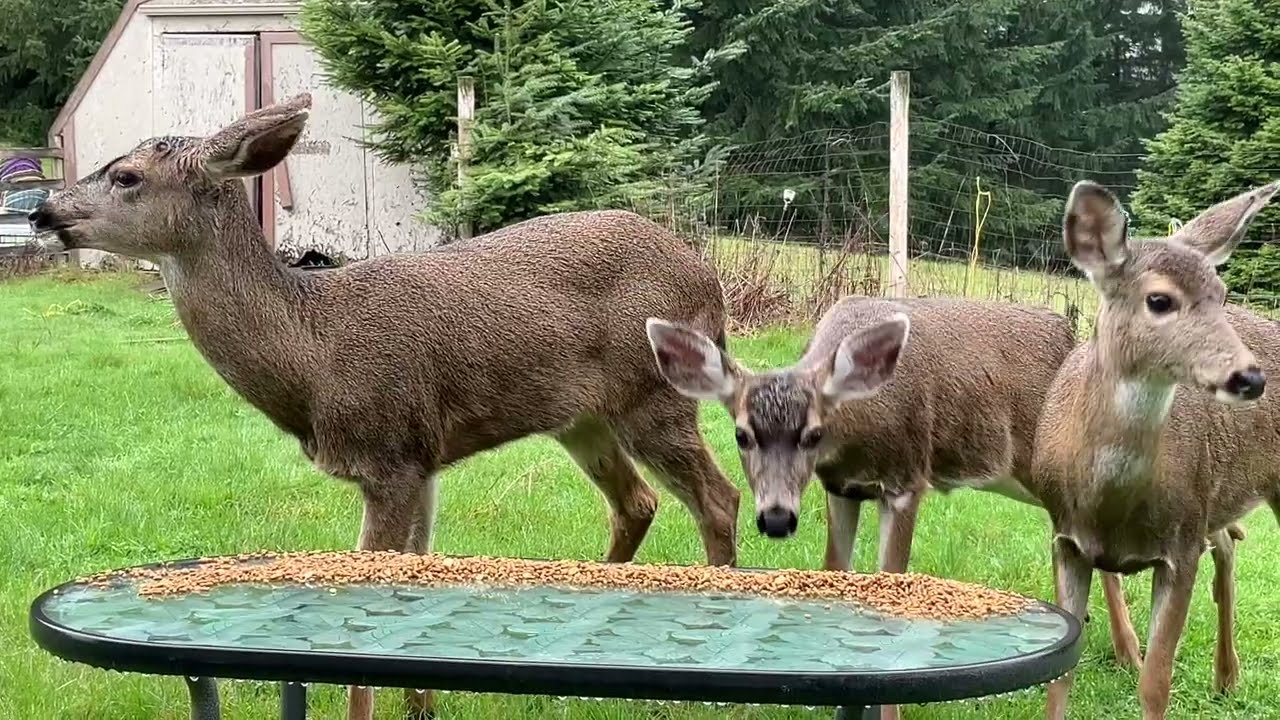 Deer Family 🦌 Our Family plus Virginia and Spike