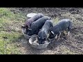 Berkshire piglet update and gilts, sheep, bees, and birds!