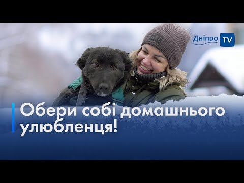 🐶 Прихисток для безхатніх тварин: дніпрянки знаходять собакам та котам люблячих господарів