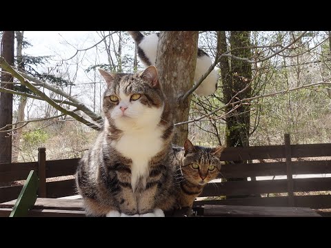 お庭を満喫するねこ２。-Cats enjoy the garden2.-