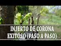 ¿Cómo hacer BIEN un INJERTO de CORTEZA o de CORONA? (paso a paso)//Tito Compae