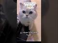 هتلعب معايا بمزاجك او غصب عنك انت فاهم Cat Cute Explore هتلعب معايا بمزاجك او غصب عنك انت فاهم Cat Cute Explore