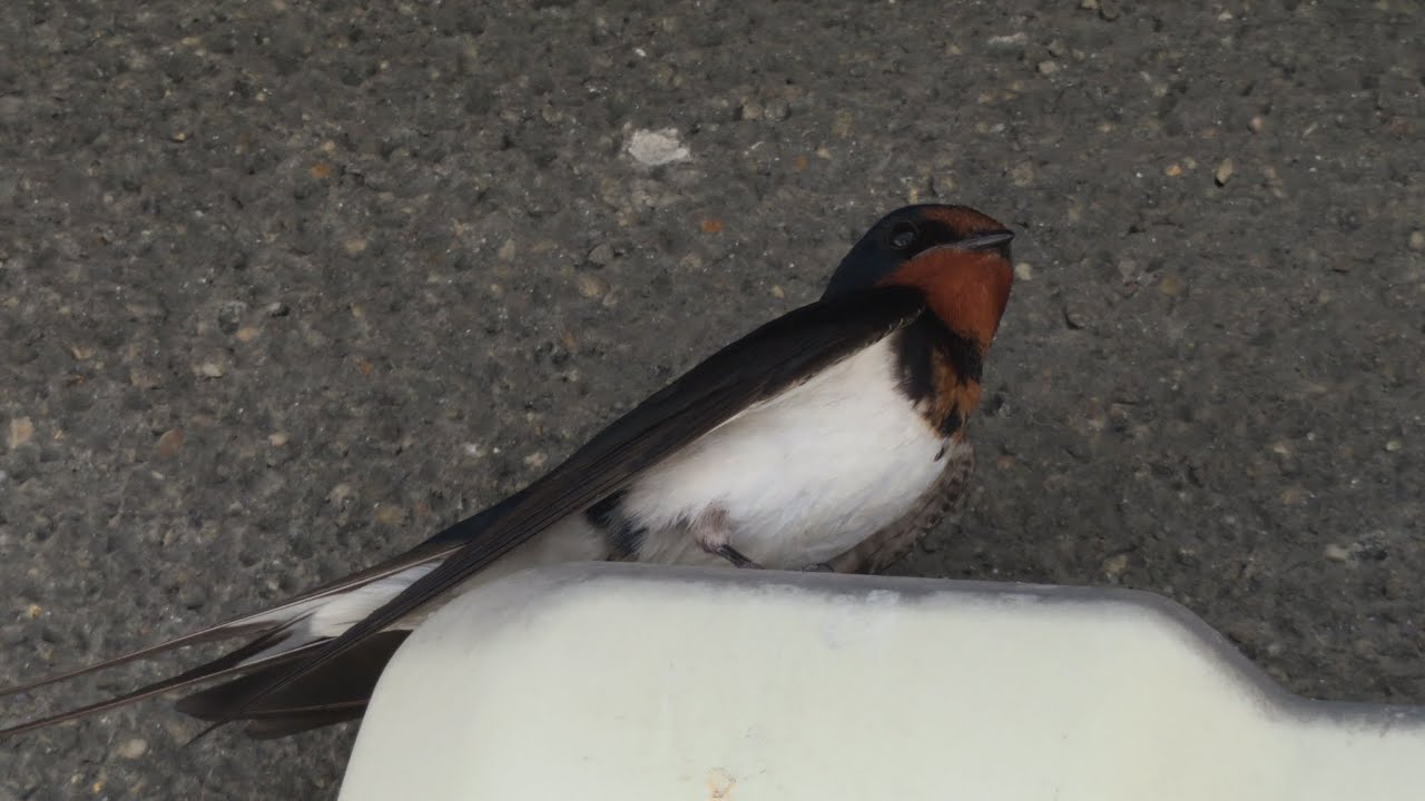 ツバメ - YouTube