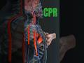 CPR kase karte h # CPR # short # medical emergency # health cares # saved life #anatomy