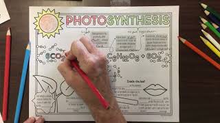 Photosynthesis Doodle Notes