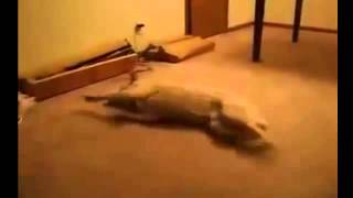 Собака бежит во сне Собака бежит во сне