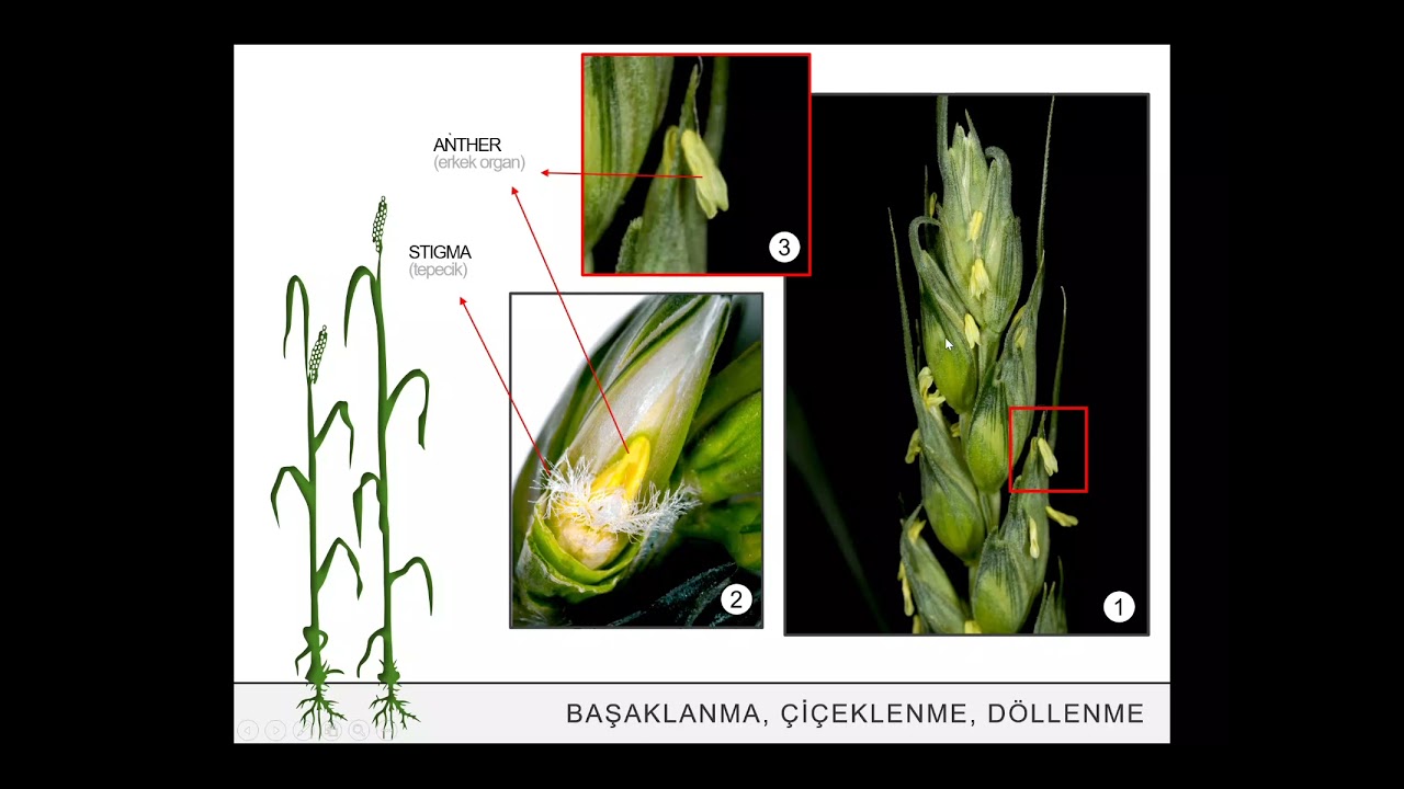 Tahıllarda Büyüme ve Gelişme Aşamaları | BUĞDAY