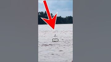 Crocodile Fakes To Be a Drowning Human (@lukman_arisma)