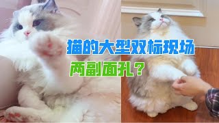 布偶猫都是世界驰名双标狗吗