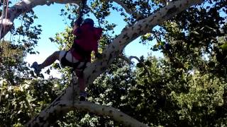 Tree Climb Trick Super Swirl Twirl At Earthjoy Tree Climb Adventures