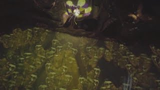 Its Tough To Be A Bug 3D Show, Disneys Animal Kingdom, Walt Disney World Resort