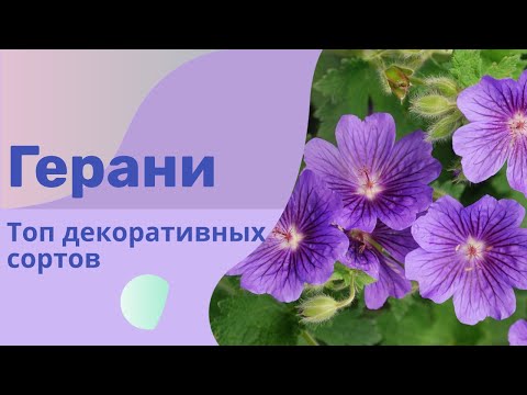 Герани. Рекомендации для теневых композиций