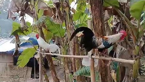 qaib Dib zoo nkauj thiab Dib tuaj heev nawb