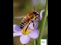Honey bee தேன் ஈ #shortsvideos #animalvideos #shortsviral #gkvideos #ytviralshorts #ytshorts #video
