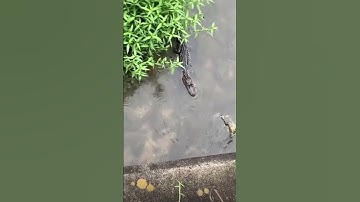 These alligators reacted to girl calling them big 😂