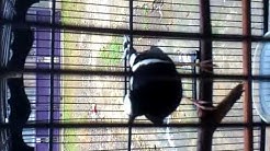 Burung Kacer Air Jantan Betina Free Music Download