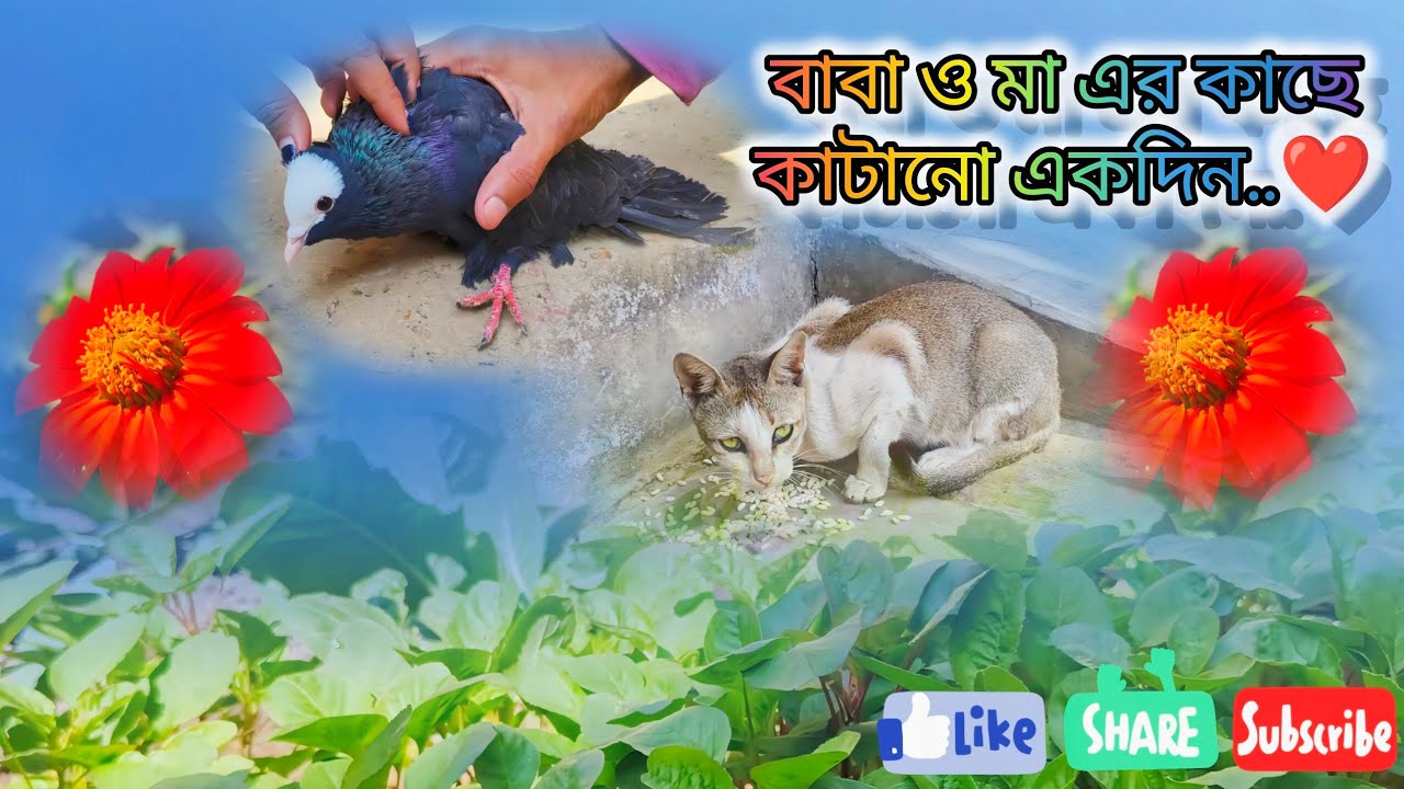 বাবার বাড়ি গিয়ে কি কি ঘটলো || ভাই বোনের সথে কিভাবে দিনটা কাটালাম || Credit - NCS Bangla