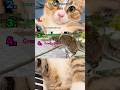 Ranking top cats 🐱 - Follow 4 more. #ranking #top4 #fyp #viral #cats #keith