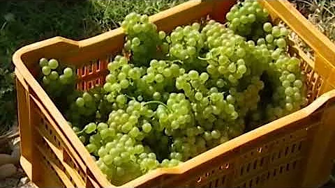 Quando si vendemmia in Franciacorta?