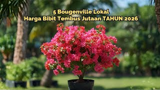5 Bougenville Lokal Indonesia yang Diprediksi Tembus Jutaan Rupiah di 2026!