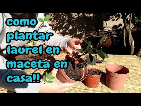 Video: ¿Puedes cultivar laurel en un contenedor? Cómo mantener un árbol de laurel en una maceta