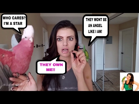 11 Reasons NOT To Get A Parrot | BEFORE GETTING A BIRD WATCH THIS! 11 Reasons NOT To Get A Parrot | BEFORE GETTING A BIRD WATCH THIS!