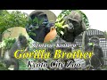 Gorilla Brother (京都市動物園)