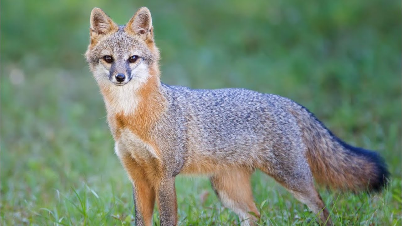 Florida Grey Foxes In Backyard Youtube