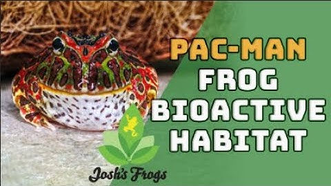 A Bioactive Build for Your Pac-Man Frog