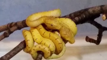 Aru Green Tree Python babies hatching from maternal incubation.