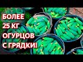 Самые урожайные сорта огурцов для теплицы и открытого грунта. Вкусные и урожайные огурцы 2021.