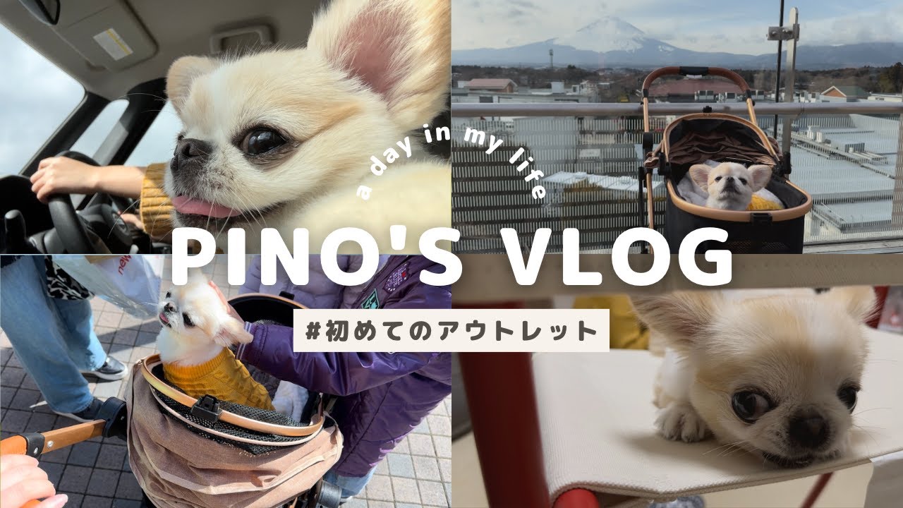 【ペキチワ】久しぶりのお出かけなのに相変わらずのマイペースっぷりを発揮するわんこ