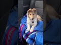 COLLIE 101 UNDER 60 SECONDS COLLIE 101 UNDER 60 SECONDS