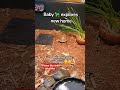#babytortoise #pettortoise #animals #babyanimals  #cuteanimlas