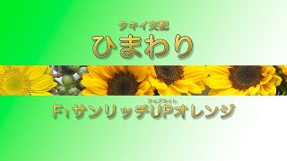 【園芸】「品種解説」ヒマワリ『F1サンリッチUPオレンジ』