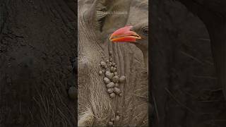 Oxpecker vs ticks and parasites - nature's relief cleaning service.